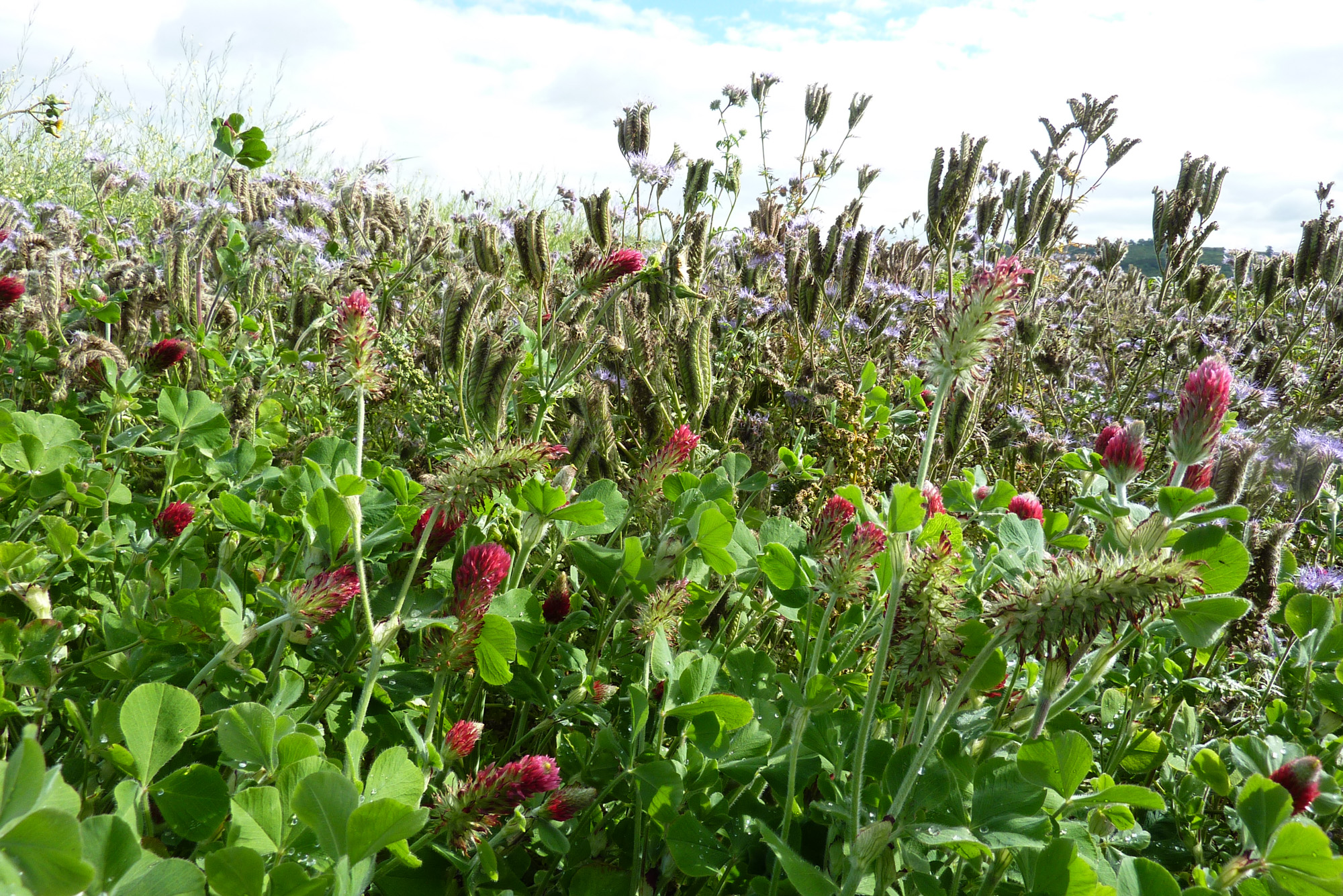 Annual Nectar Mix - Nectar Rich Mixtures