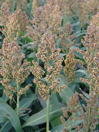 Dwarf Sorghum