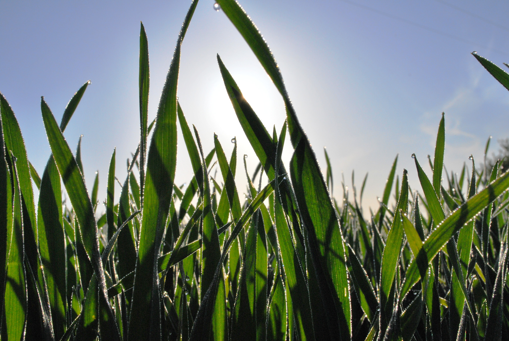 Wheat picture