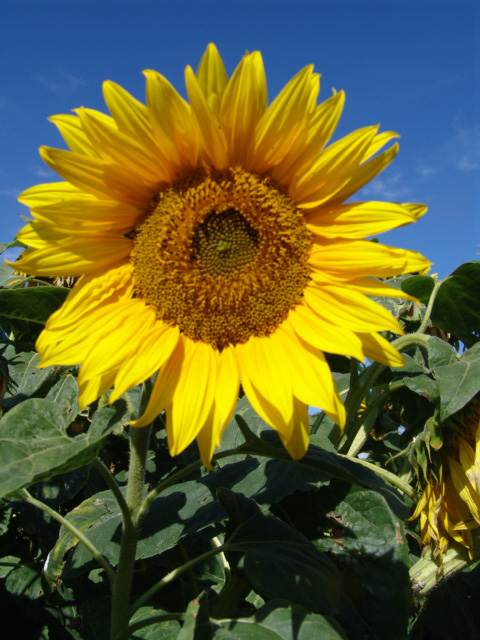 Sunflowers